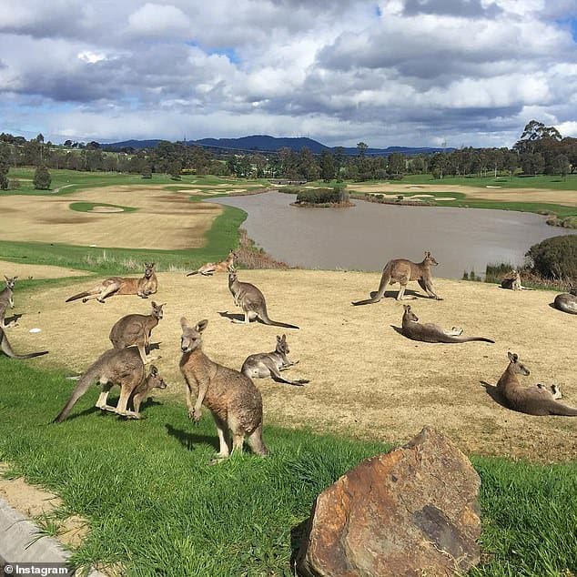 Family of beloved kangaroos hopping around a golf course is saved from being culled after 80 angry residents stood in front of armed hunters paid to shoot them