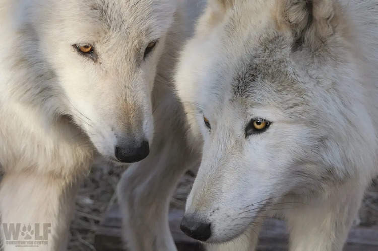 Oregon Issues Kill Order for Wolves to Protect Cows on Public Lands