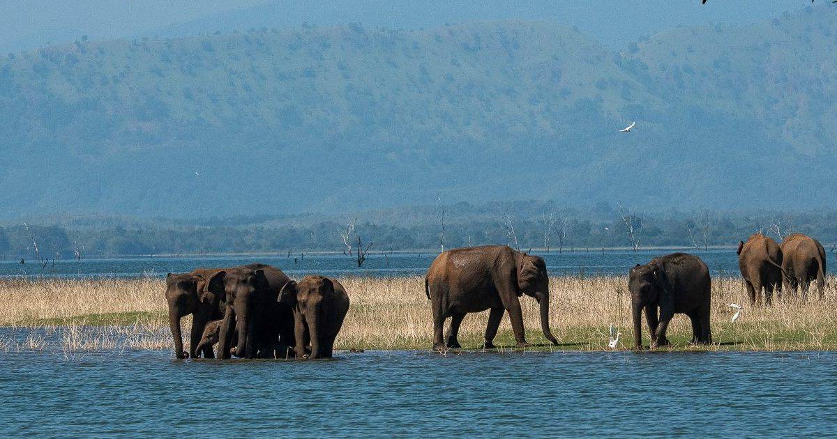 Farmers move to occupy a critical elephant corridor in Sri Lanka