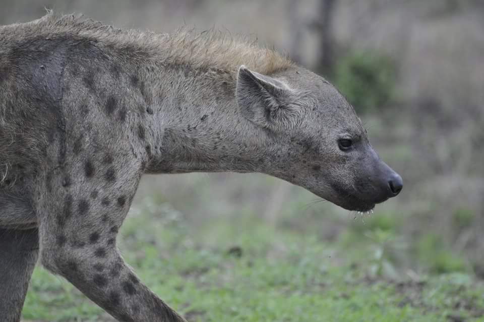Up Close – Hyena