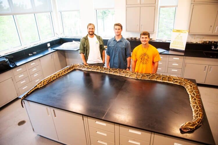 From left, Ian Easterling, from the Conservancy of Southwest Florida and amateur Burmese snake hunters, Jake Waleri and Stephen Gauta display a world record 19 foot Burmese python, Wednesday, July 12, 2023 caught by Waleri and friends in the Big Cypress National Preserve on July 10, 2023. Waleri and several friends caught the large snake. They brought it to the Conservancy of Southwest Florida to have it officially documented.