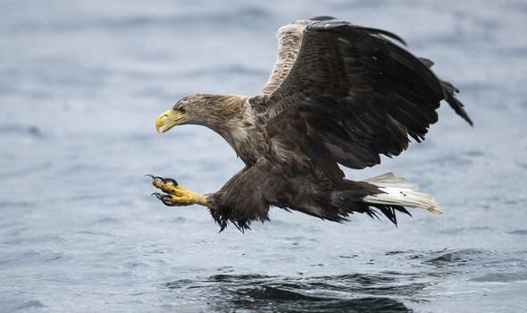 Fears eagles will kill piglets, lambs and cats amid UK reintroduction plan