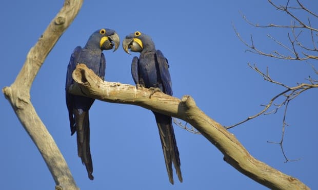 Fears for endangered macaw as fire devastates Brazilian wetland