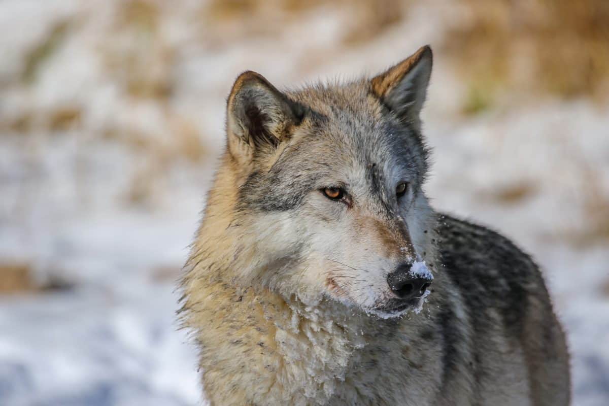 February Wolf Hunt One of Wisconsin’s Deadliest