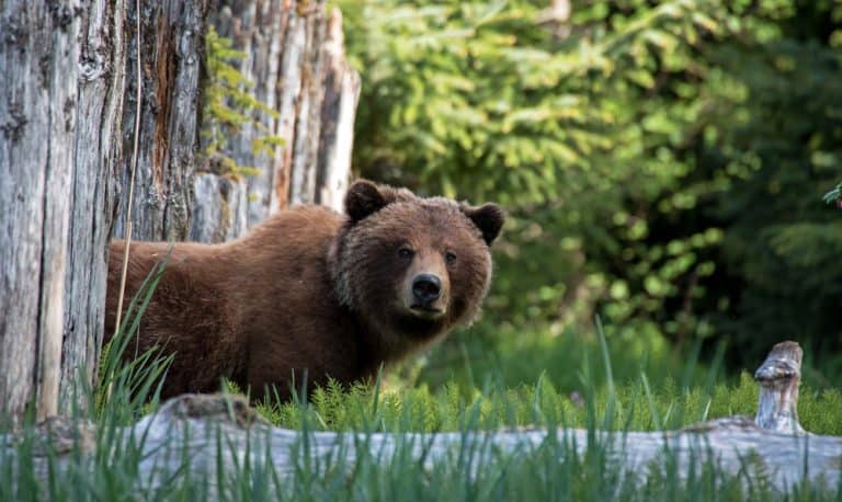 Federal Government Rolling Back Wildlife Protections to Allow Trophy Hunting on Alaska’s National Preserves and Refuge
