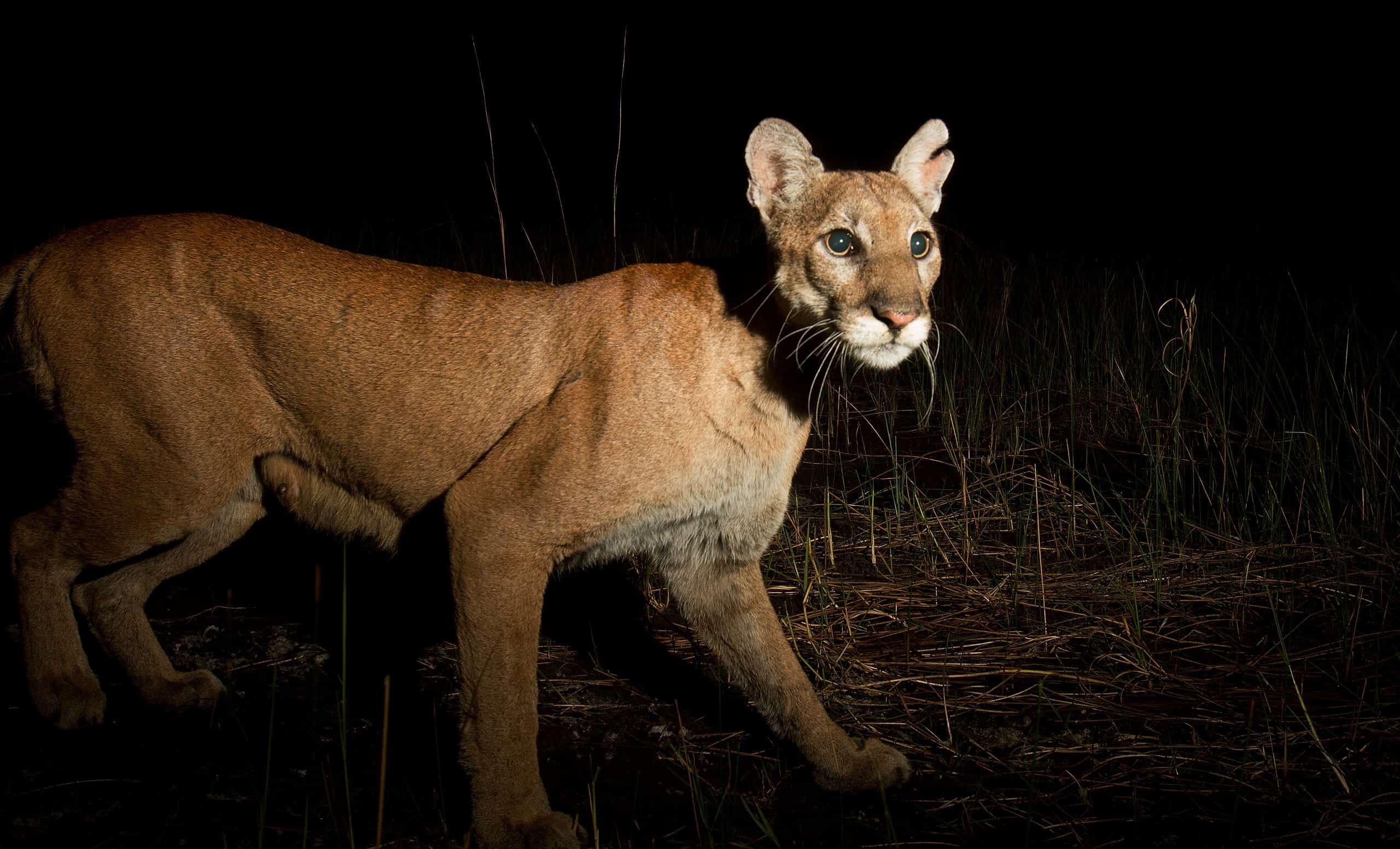 Feds plan to open more of the Florida Panther National Wildlife Refuge to the public