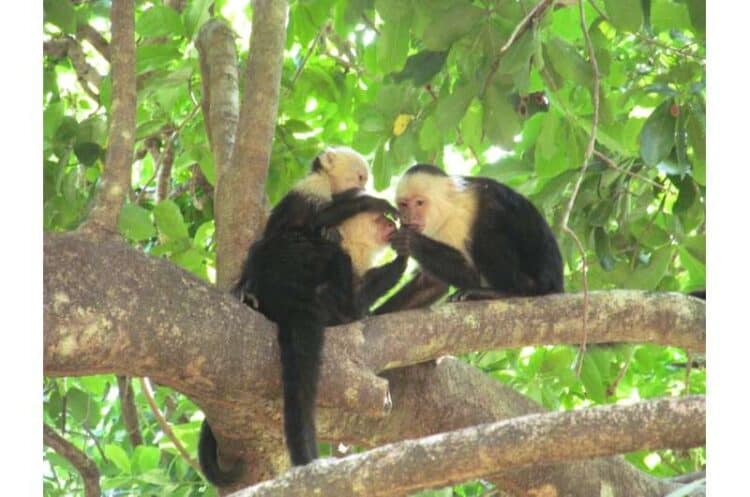 Female white-faced capuchin monkeys interacting with each other. Credit: Susan Perry