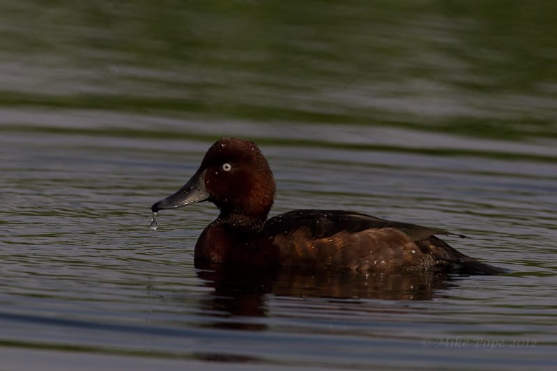 Ferruginous Duck Aythya nyroca