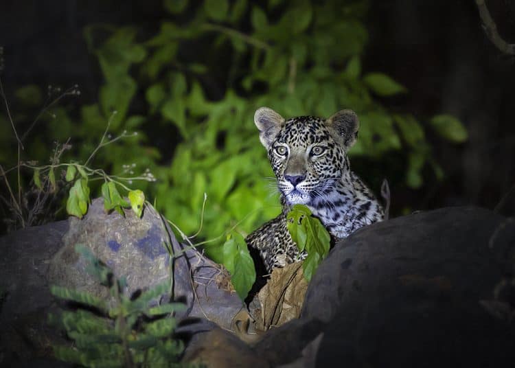 Young Indian Leopard Cub