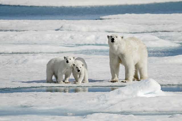 Polar bears eating reindeer: normal behaviour or result of climate change?