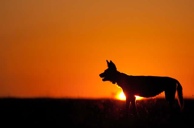 African wild dogs have evolved to "dwell in the cracks" of a landscape dominated by spotted hyenas and lions