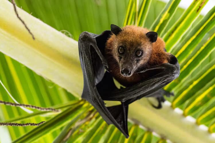Fruit bats: the winged ‘conservationists’ reforesting parts of Africa