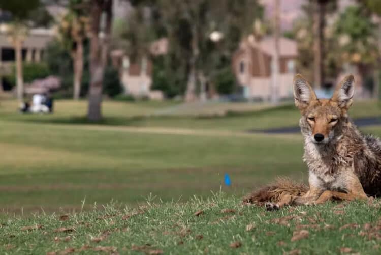 A coyote on a golf course in Scottsdale, Arizona. Dru Bloomfield / Flickr, CC BY