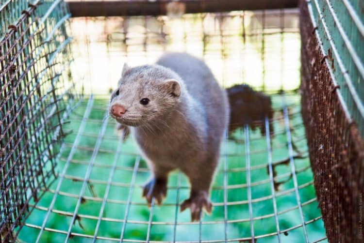 Film showing mink 'cannibalism' prompts probable ban on fur farms in Poland