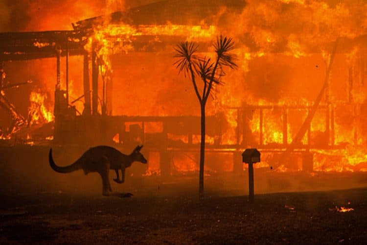 Filmmakers expose shameful kangaroo slaughter