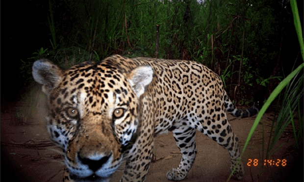 Finding fangs: new film exposes illicit trade killing off Bolivia’s iconic jaguar