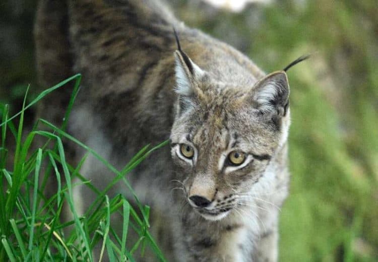 Finger pointed at poachers after rare lynx killed in France