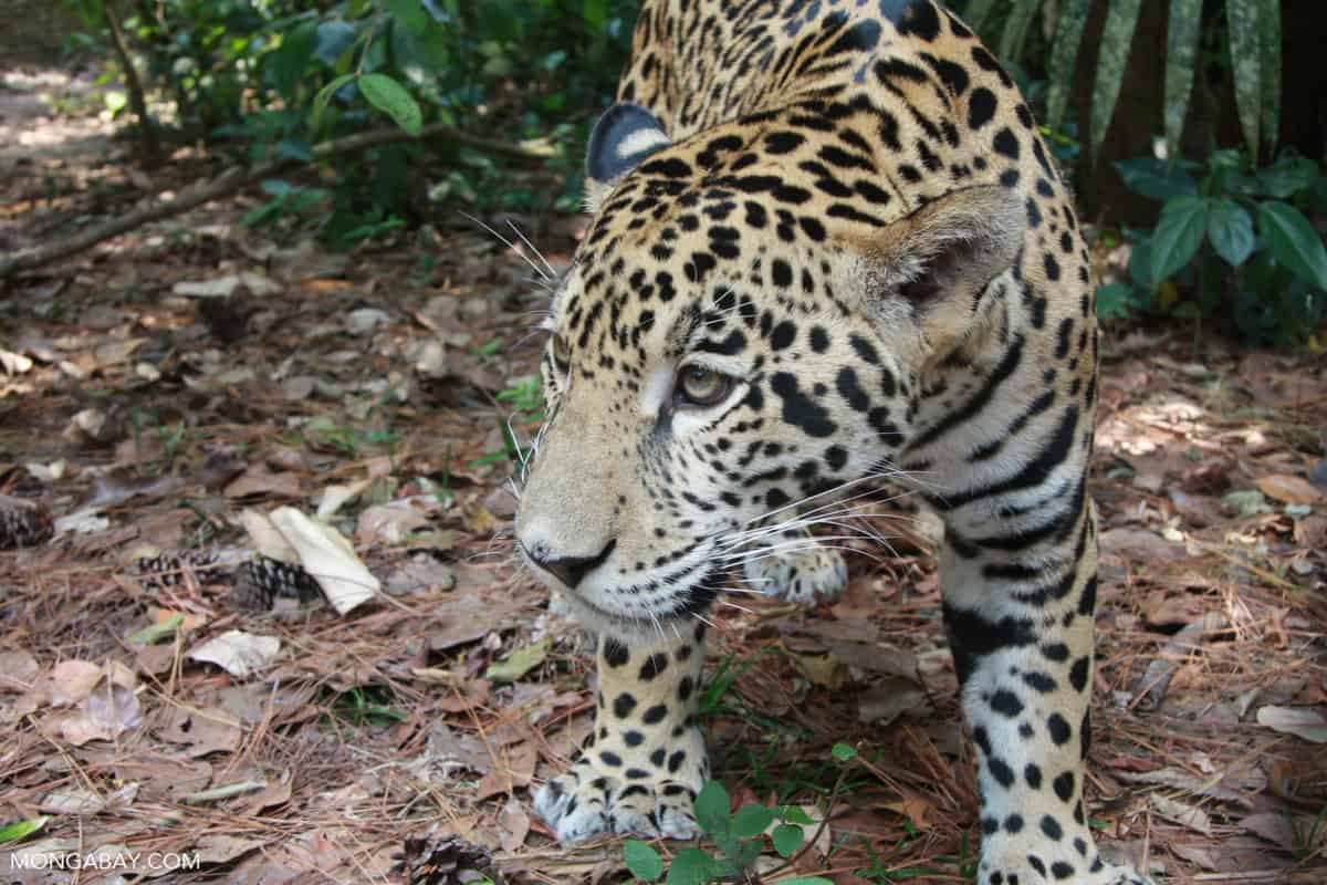 Fire and forest loss ignite concern for Brazilian Amazon’s jaguars