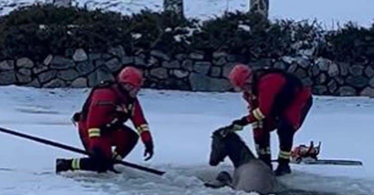 Netizens Applauded the Firefighters Who Rescued an Elk That Fell in an Ice Pond