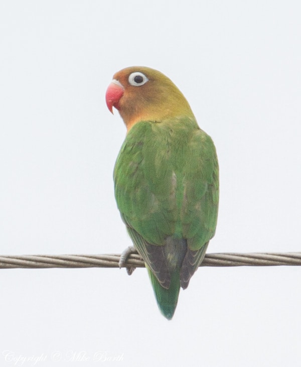 Fischer’s Lovebird Agapornis fischeri