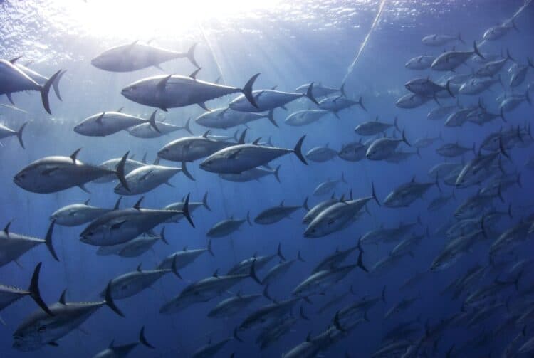 Atlantic bluefin tuna in a net. Antonio Busiello / Moment / Getty Images