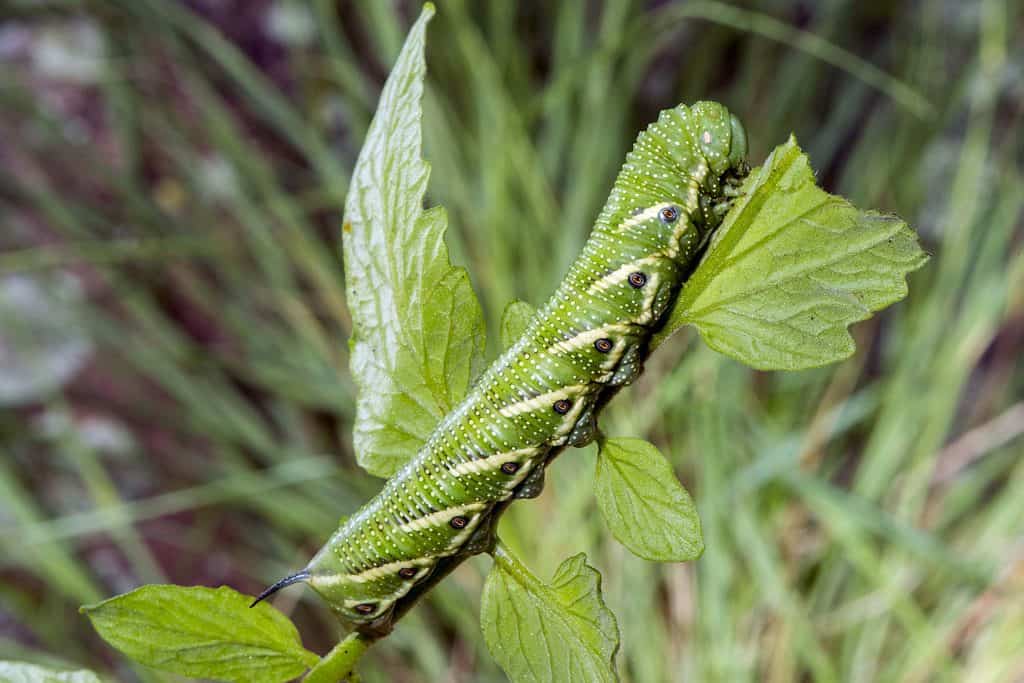 Five- Spotted Hawk Moth Caterpillar