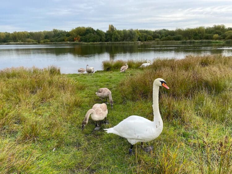Former Industrial Wasteland Becomes New Nature Reserve in England