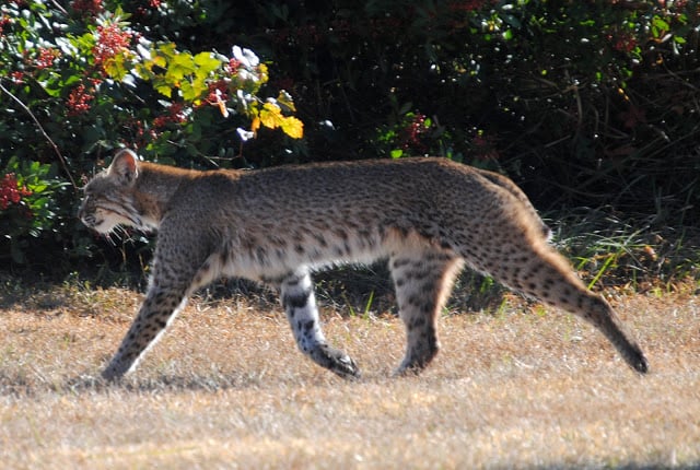 Florida Bobcat Lynx rufus