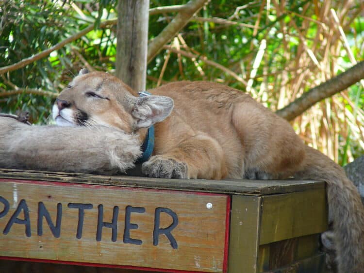 Juvenile male Florida Panther (Puma concolor coryi), Sawgrass Recreational Park, Florida. Credit: Cary Bass, Wikimedia, GNU Free Documentation License