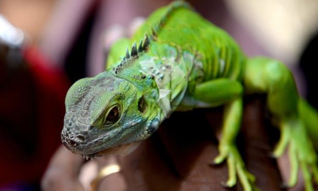 POLL: Florida seeks solution to invasive reptile problem - Should Florida's invasive reptiles be culled?
