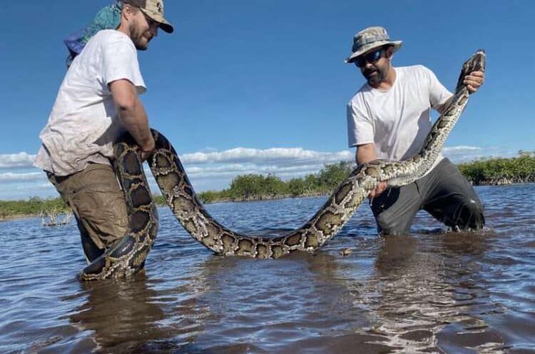 This March 2022 photo provided by the Conservancy of Southwest Florida shows biologists Ian Easterling, left, and Ian Bartoszek with a 14-foot female Burmese python captured in mangrove habitat of southwestern Florida while tracking a male scout snake. Credit: Conservancy of Southwest Florida via AP