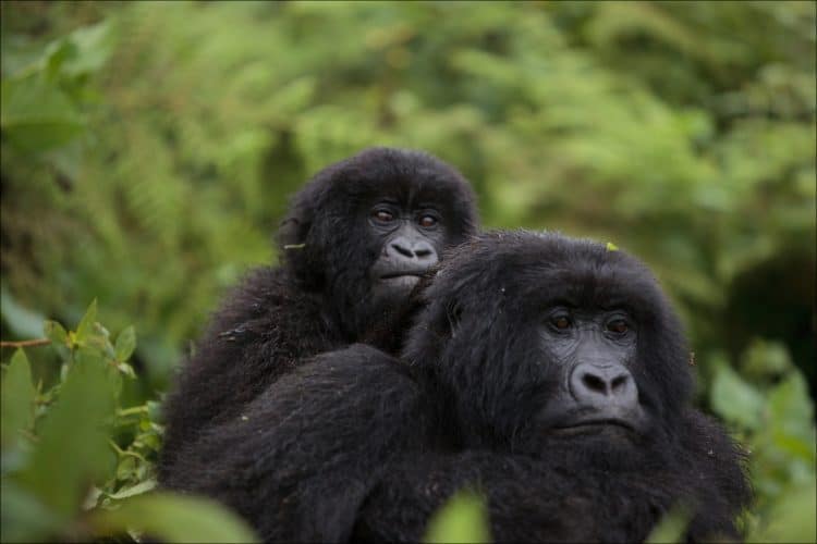 For Africa’s great apes, a post-pandemic future looks beyond tourism