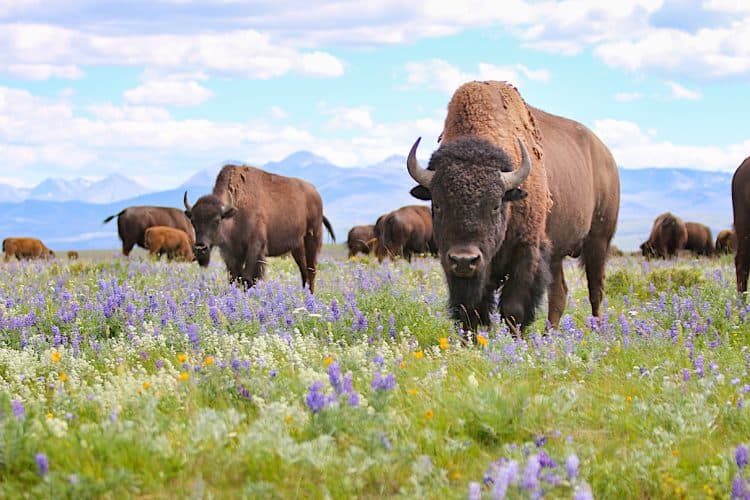 For Bison Day 2021, conservation and reconciliation through buffalo eyes (commentary)