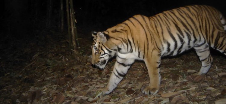 For border-crossing Thai tigers, the forest on the other side isn’t as green