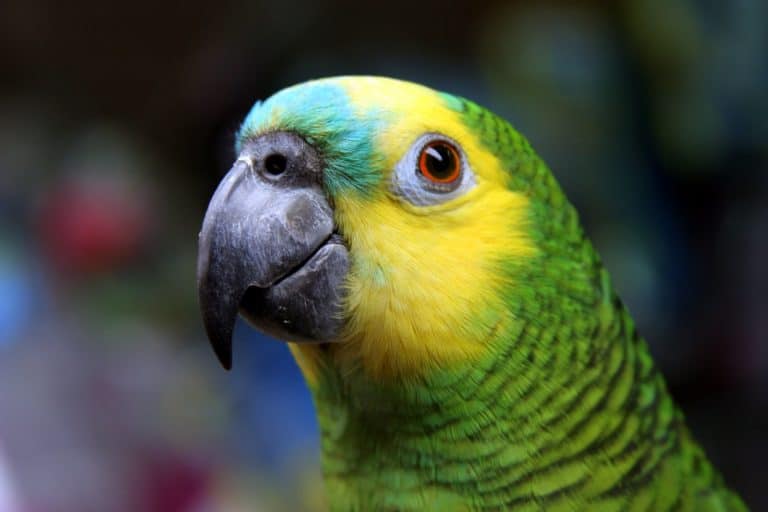 For Brazil’s most trafficked parrot, the poaching is relentless