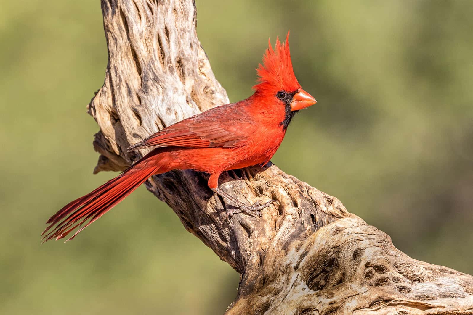 For Male Northern Cardinals, the Redder the Better