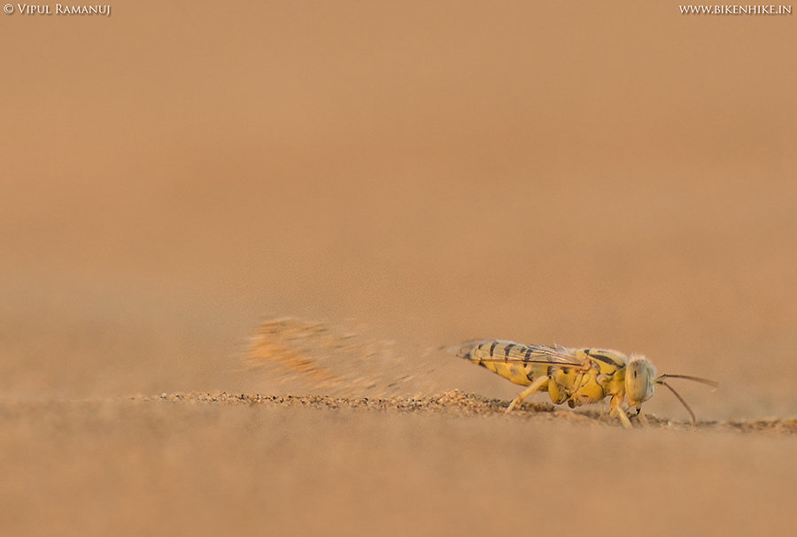 Sand Wasp | Steniolia Sp.