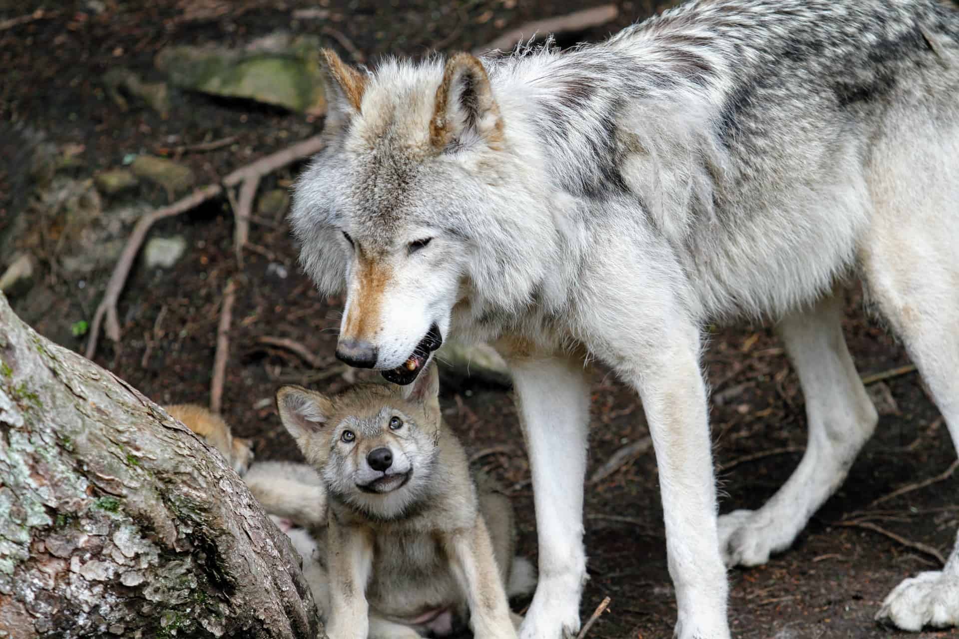For the First Time in History California has Two Packs of Wolves with Pups