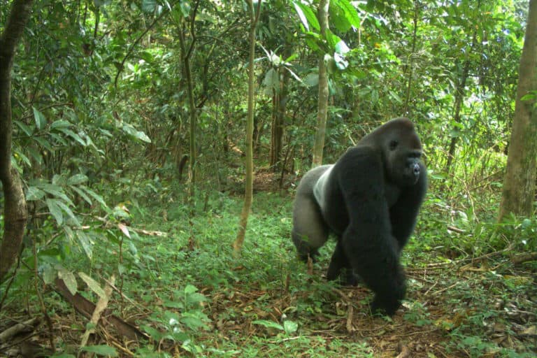 For the world’s rarest gorillas, a troubled sanctuary