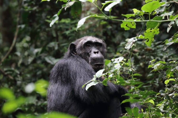For tool-wielding chimps of Ebo Forest, logging plan is a ‘death sentence’
