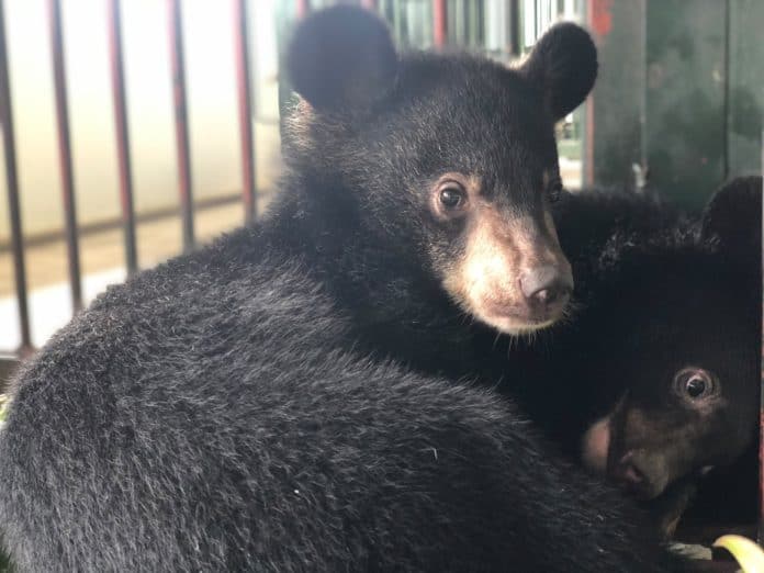 FOUR PAWS Rescues Two Asiatic Black Bear Cubs From The Illegal Wildlife Trade In Vietnam After Smuggler Tried To Sell Them Online