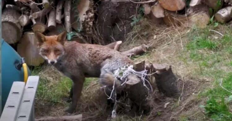 A Poor Fox Got Stuck in a Net in a Backyard Until a Rescue Group Arrived