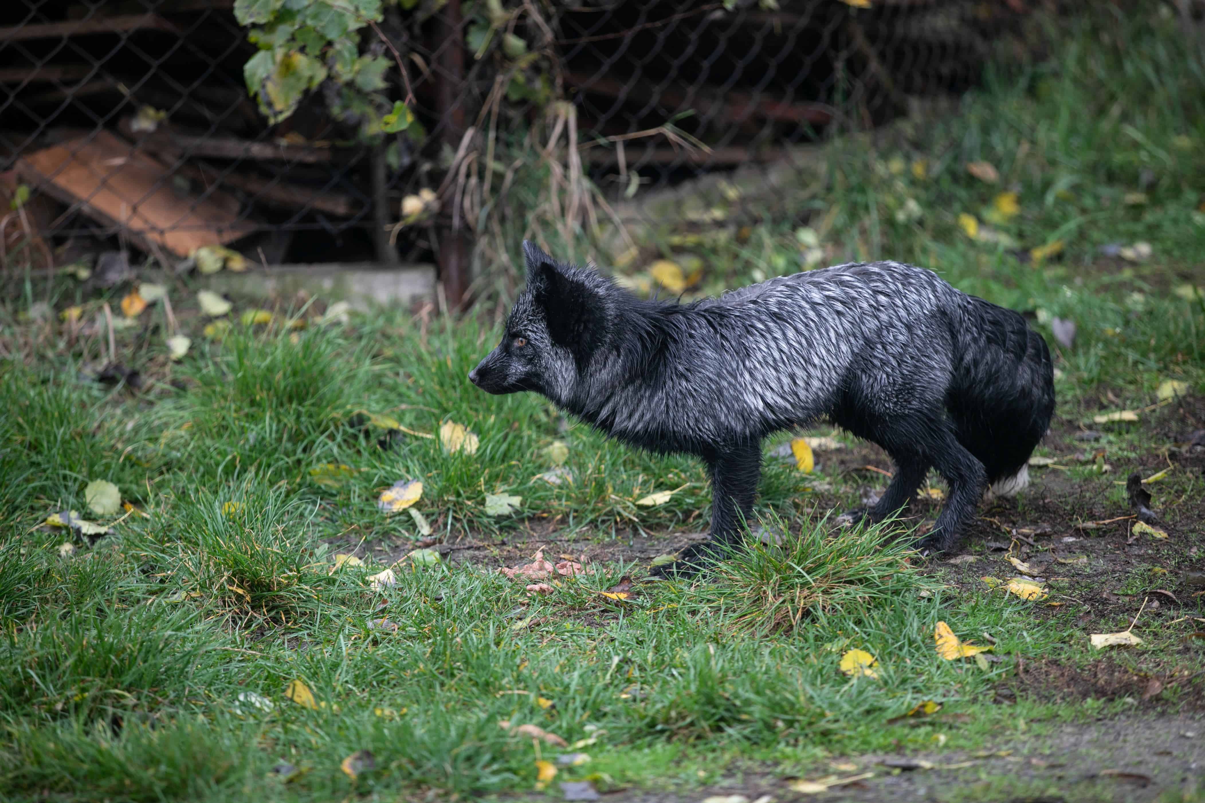 Foxes starving to death and resorting to cannibalism in Polish fur farms