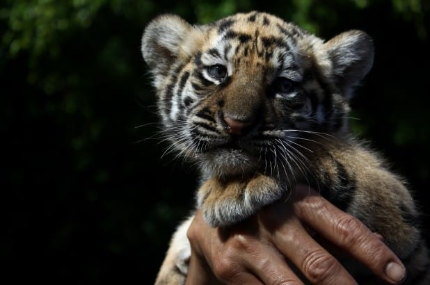 French couple paid ,000 for tiger cub they thought was Savannah cat