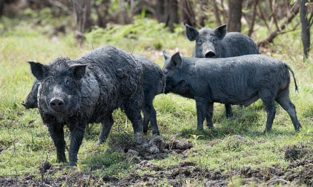 From wild herbs to feral pigs: should Australia manage invasive species by eating them?