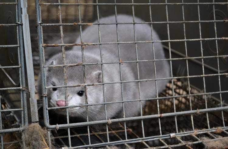 Fur farmers to receive between €4m to €8m in compensation as Cabinet approves ban