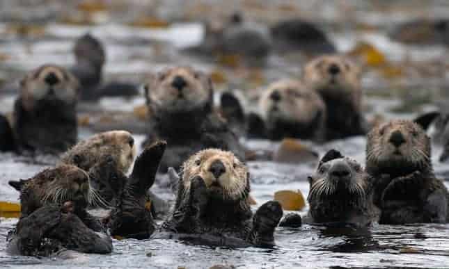Furry engineers: sea otters in California's estuaries surprise scientists