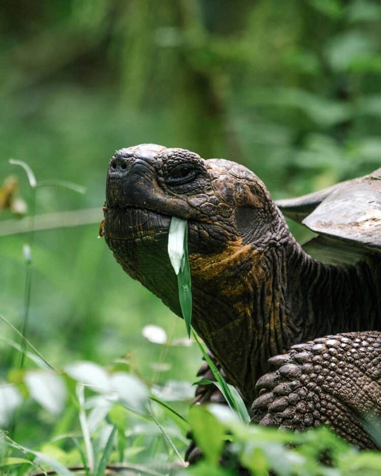 PHOTO: ADOBE STOCK / RAWPIXEL.COM TORTOISES IN THE GALÁPAGOS ARE BEING KILLED AT AN ALARMING RATE.
