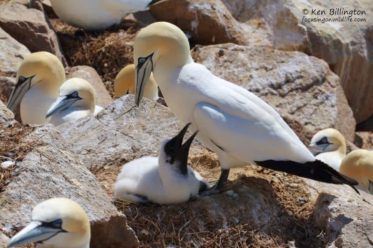 Northern Gannet with Chick