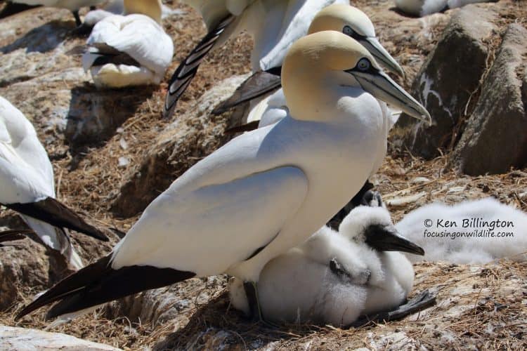 Happy Family – Northern Gannets